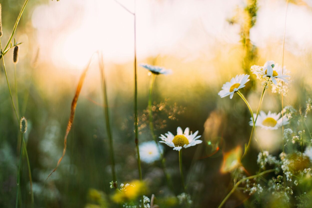 Primavera palline giornate di sole temperature che si alzano